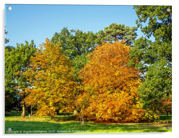 Autumn Colours Acrylic by Angela Cottingham