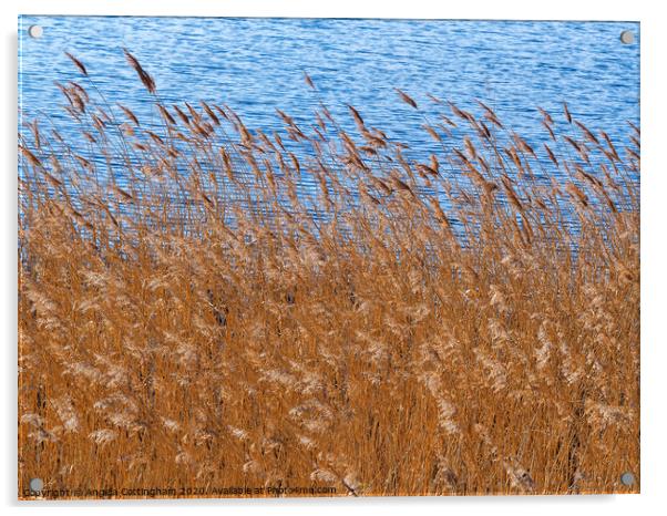 Reeds Beside a Pond Acrylic by Angela Cottingham