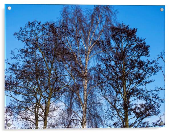 Stark Winter Trees Acrylic by Angela Cottingham