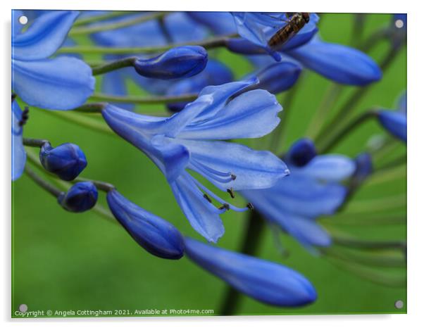 Blue Agapanthus Acrylic by Angela Cottingham