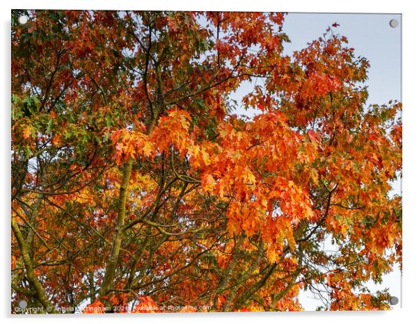 Autumn Oak Leaves Acrylic by Angela Cottingham