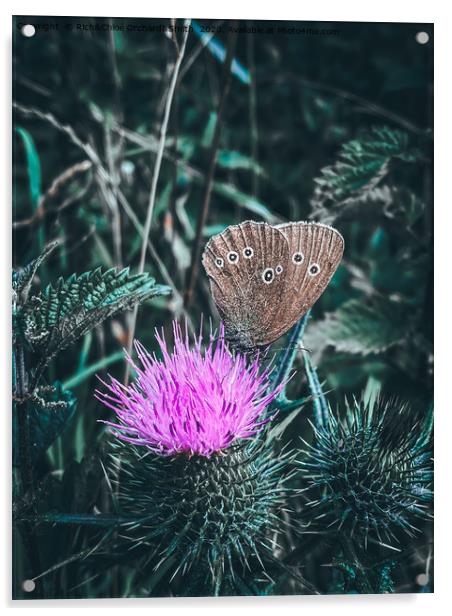 Large Heath Butterfly on a purple thistle Acrylic by ROCS Adventures