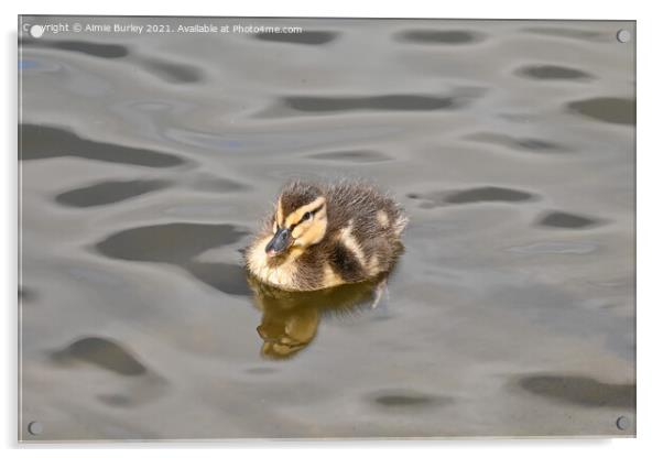 Duckling swimming  Acrylic by Aimie Burley