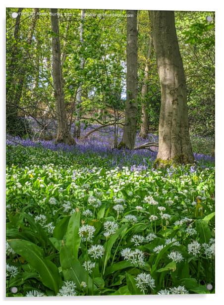 Bluebells and wild garlic  Acrylic by Aimie Burley