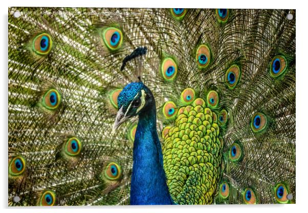 Regal splendor of the peacock Acrylic by Aimie Burley