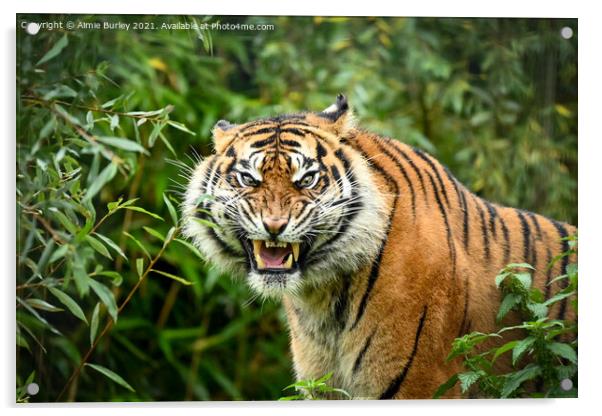 Sumatran tiger  Acrylic by Aimie Burley
