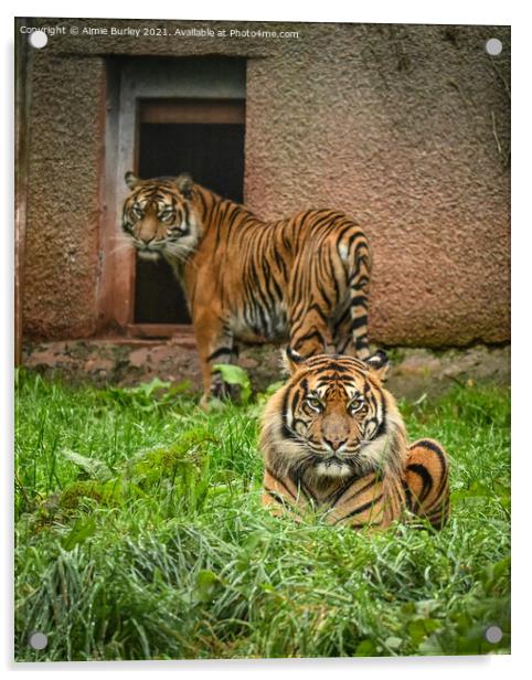 Sumatran tigers Acrylic by Aimie Burley