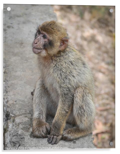 Barbary macaque Acrylic by Aimie Burley
