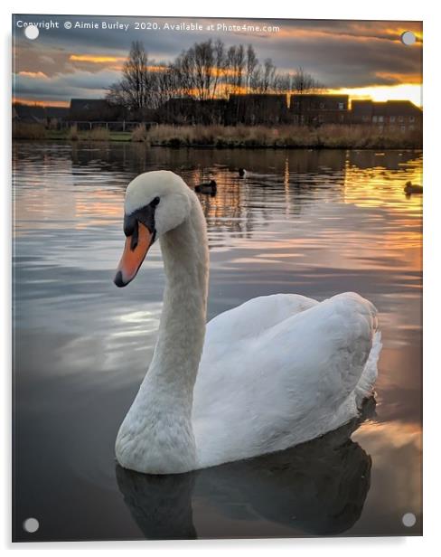 Swan  Acrylic by Aimie Burley