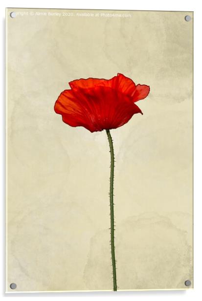 Poppy Acrylic by Aimie Burley