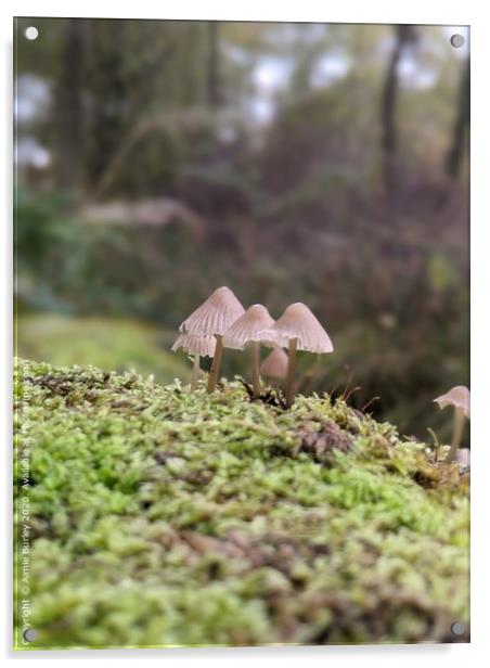Mushroom Close up Acrylic by Aimie Burley