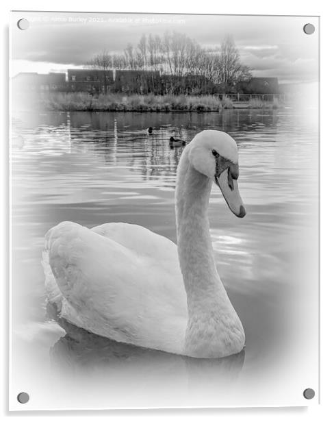 Swan Acrylic by Aimie Burley