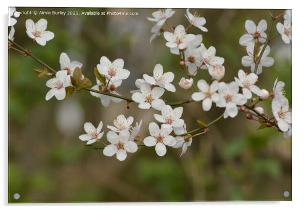 Cherry blossom Acrylic by Aimie Burley