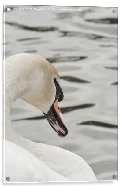 Swan close up  Acrylic by Aimie Burley