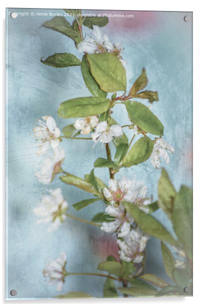 White blossom Acrylic by Aimie Burley