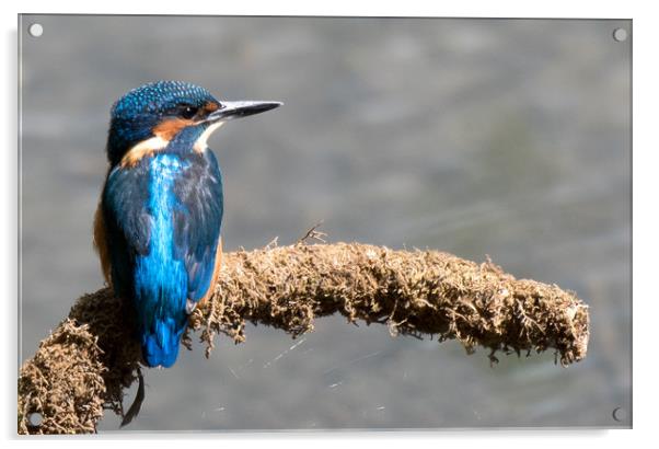 Kingfisher Acrylic by Ann Goodall