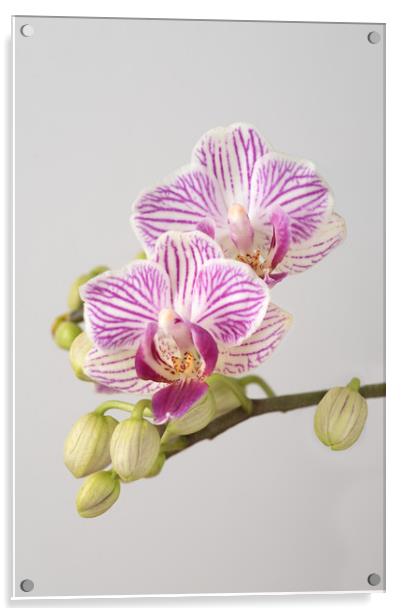 Orchid Phalaenopsis Acrylic by Ann Goodall