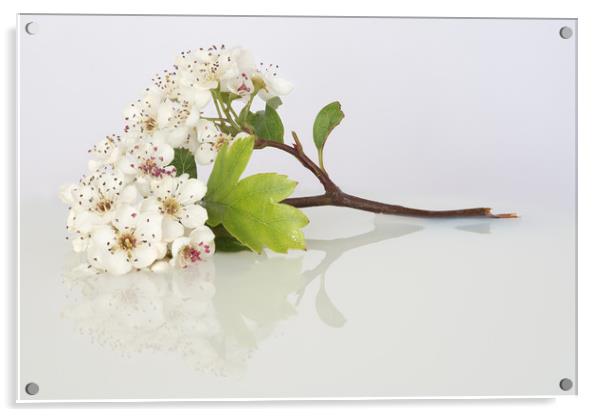 May Blossom #3 Acrylic by Ann Goodall