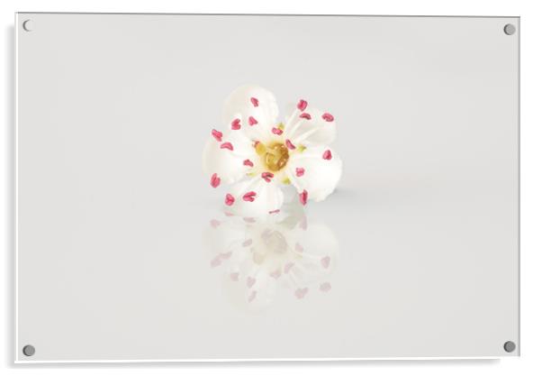Single May blossom flower Acrylic by Ann Goodall