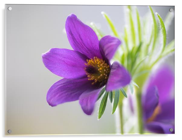 Phlox Violet Pinwheel  Acrylic by Ann Goodall