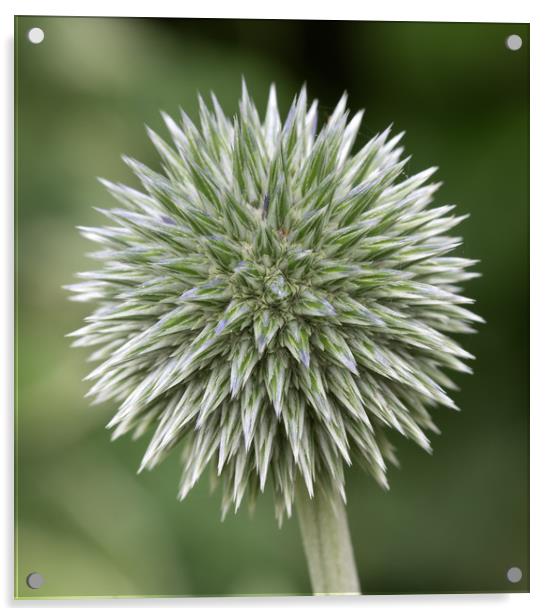 Enchinops - Globe Thistle Acrylic by Ann Goodall