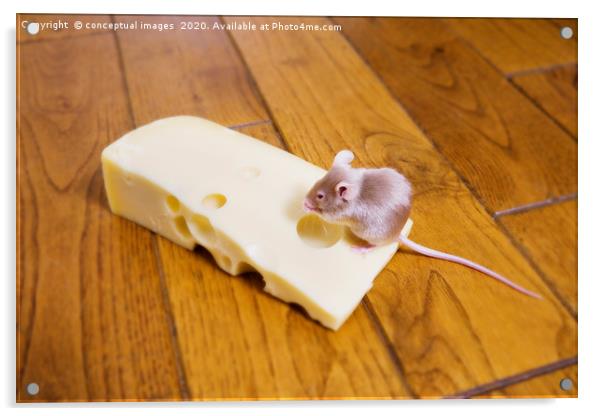A mouse feeding on a piece of cheese Acrylic by conceptual images
