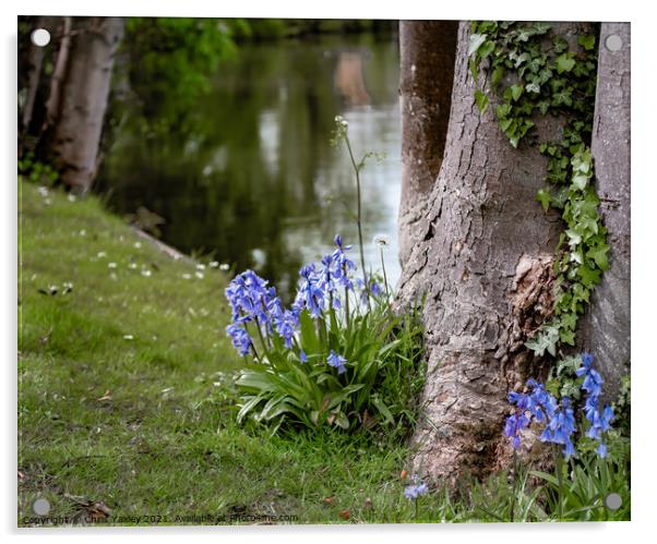 Riverside Bluebells Acrylic by Chris Yaxley