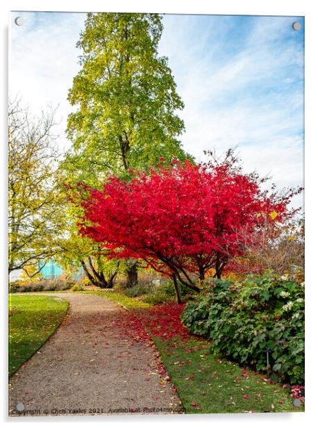 Japanese Maple tree in Cambridge Botanical Gardens Acrylic by Chris Yaxley