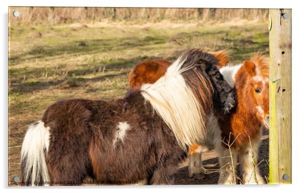 Shetland ponies Acrylic by Chris Yaxley
