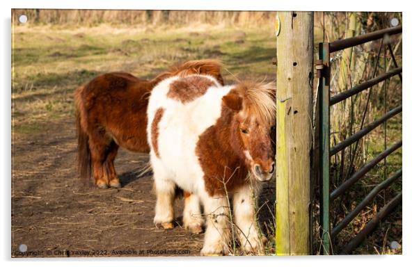 Pair of Shetland ponies Acrylic by Chris Yaxley