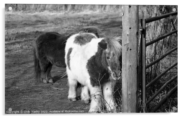Shetland ponies in a paddock Acrylic by Chris Yaxley