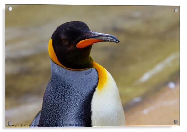 Emperor penguin Acrylic by Chris Yaxley