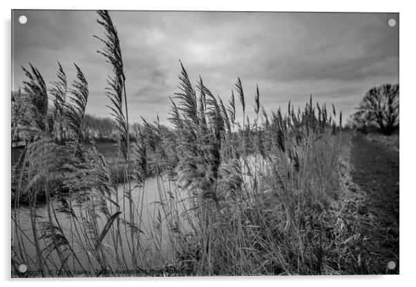 Riverside reeds bw Acrylic by Chris Yaxley