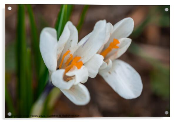 A close up of white crocus flowers growing wild in rural Norfolk Acrylic by Chris Yaxley