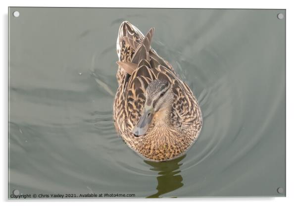 A hen or mallard duck swimming along the River Bure, Horning Acrylic by Chris Yaxley