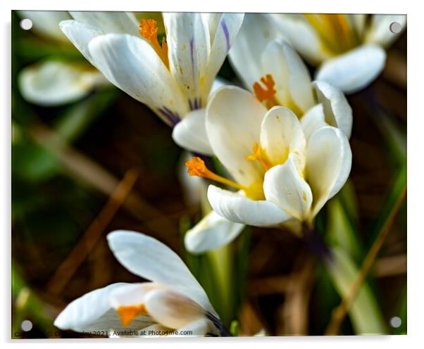 A close up of wild white crocus Acrylic by Chris Yaxley