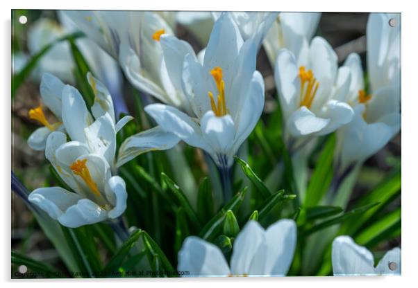 A close up of white crocus flowers growing wild in rural Norfolk Acrylic by Chris Yaxley