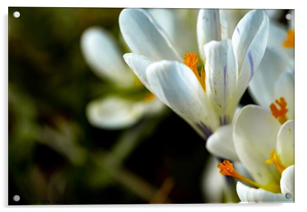 Wild white crocus flowers Acrylic by Chris Yaxley