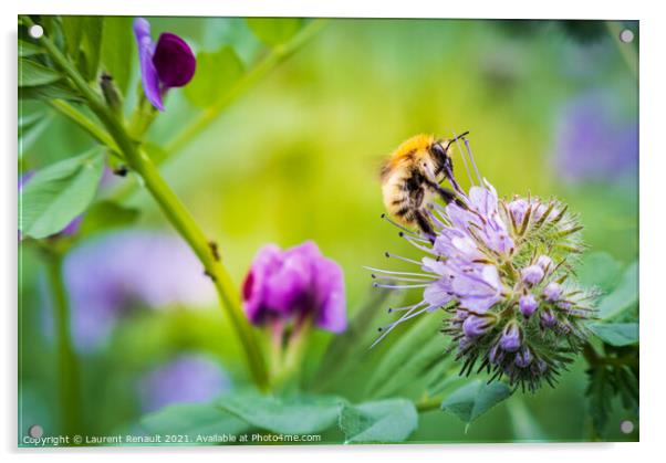 Carder bee on phacelia flower Acrylic by Laurent Renault