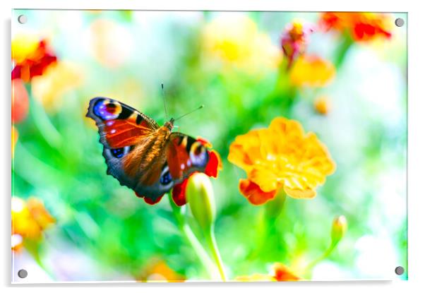 European peacock butterfly over bright flowers Acrylic by Laurent Renault