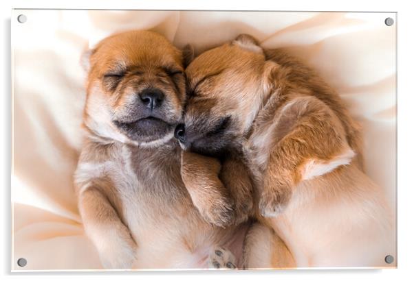 Cuddly newborn puppies in sweet dreams Acrylic by Laurent Renault