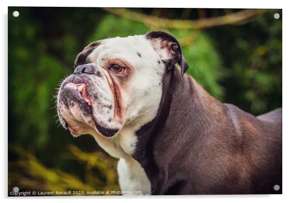 Old English bulldog in nature Acrylic by Laurent Renault