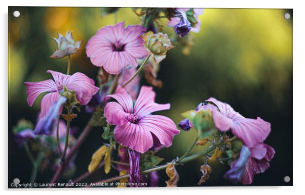 Rose Mallow Silver Cup in the garden Acrylic by Laurent Renault