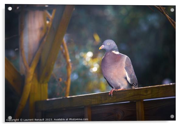 Wood pigeon perching on a fence in the garden Acrylic by Laurent Renault