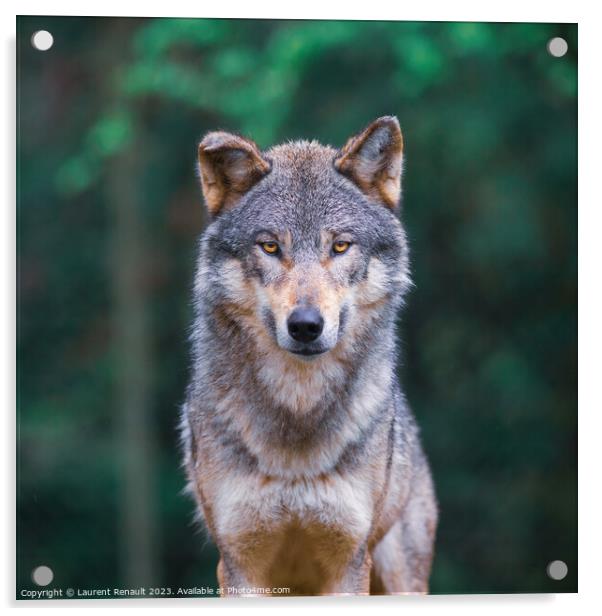 Grey wolf (Canis Lupus) looking straight in the forest Acrylic by Laurent Renault