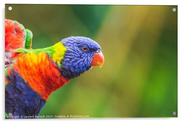 Rainbow Lorikeet parrot (Trichoglossus moluccanus) Acrylic by Laurent Renault