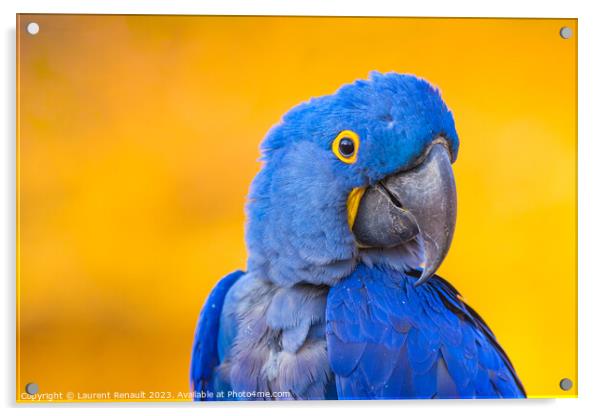 Portrait of big blue parrot, Hyacinth Macaw Acrylic by Laurent Renault