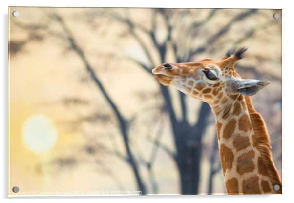 Young giraffe against trees and the backdrop of sunset Acrylic by Laurent Renault