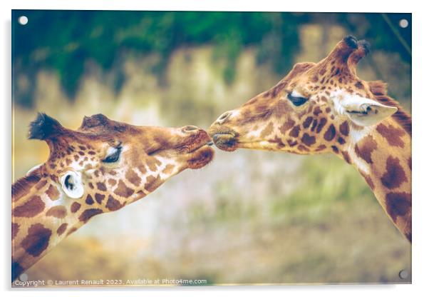 Gorgeous Giraffes mouth-to-mouth like kissing. Real photography Acrylic by Laurent Renault