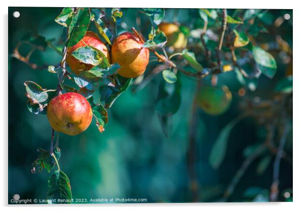 Ripe apples on in apple tree with a blurry background, real phot Acrylic by Laurent Renault